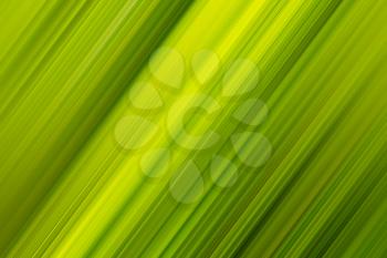 Diagonal palm leaf background hd
