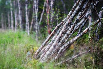 Felled birch tress background hd
