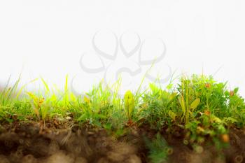 Fresh grass on ground layer landscape with blank sky background hd