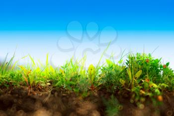 Fresh grass on ground layer landscape with blank sky background hd