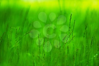 Horizontal vivid green grass bokeh background