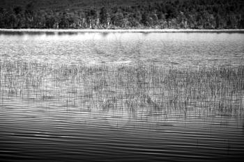 Grass blades in Norway lake landscape background hd