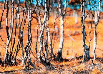 Norway autumn  birch forest bokeh background hd