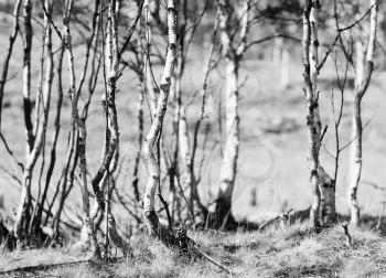 Norway birch forest bokeh background in black and white hd