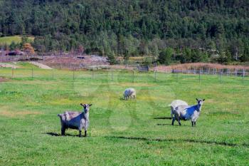 Norway sheep on farm background hd