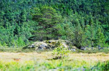Norway tree on rock stone background hd