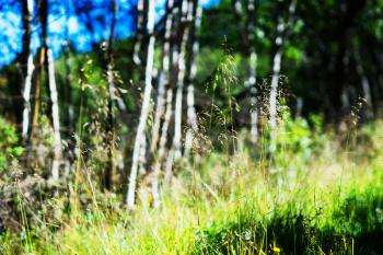 Forest and grass landscape background hd