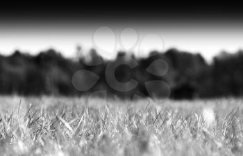 Horizontal grass on field bokeh background hd