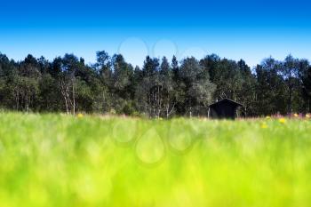 Horizontal grass on summer field with cottage bokeh background hd