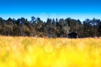 Horizontal grass on autumn field with cottage bokeh background hd