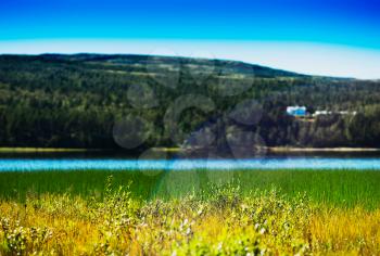 Grass blades in Norway lake with light leak background hd
