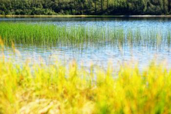 Grass blades in Norway lake bokeh background hd