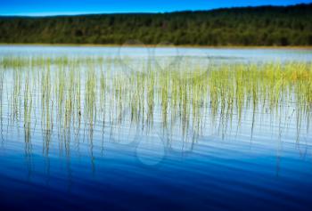 Grass blades in Norway lake landscape background hd