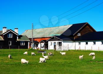 Norway sheep farm background hd