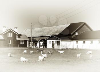 Norway sheep farm vintage background hd