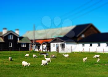 Norway micro toy farm with sheep landscape background hd