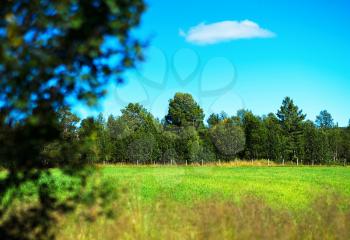 Simple forest with bokeh tree landscape background hd
