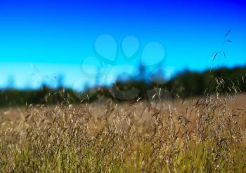 Grass on field landscape background hd