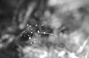 Black and white grass blades in detail bokeh background hd