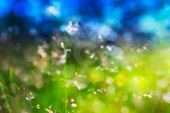 Summer grass on meadow direct sunlight background hd
