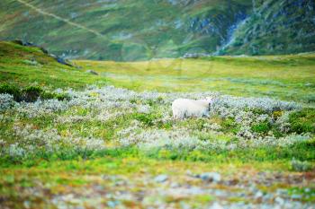 Norway mountain sheep background hd
