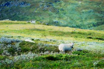 Norway sheep in mountains background hd