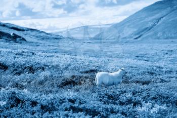 Norway sheep in cold mountains background hd