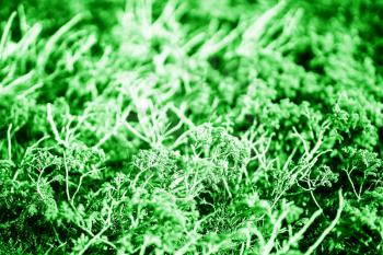 Norway green needle branches background hd