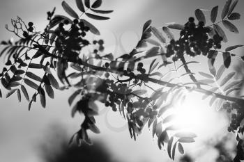 Black and white ashberry in direct sunlight background hd