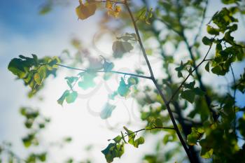 Tree branches in sunlight background hd