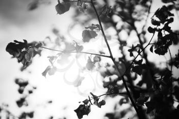 Black and white tree branches in sunlight background hd