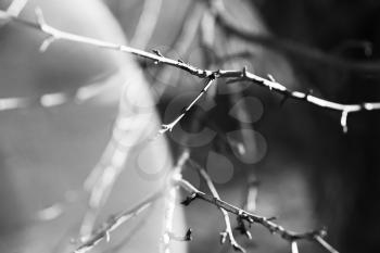 Black and white tree branch with light leak background hd