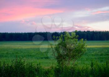 Horizontal sunset bush on field landscape background hd
