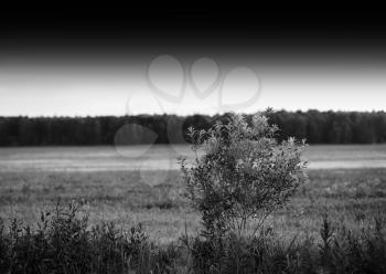 Horizontal black and white bush landscape background hd