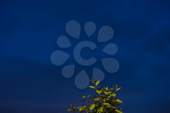 Top of plant night bokeh background hd
