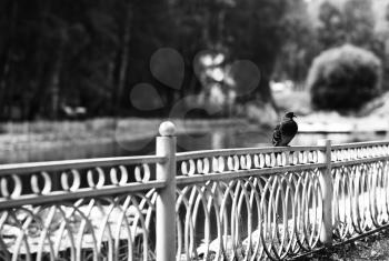 Diagonal black and white dove on fence bokeh background hd