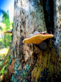 Mushroom on tree closeup detail bokeh