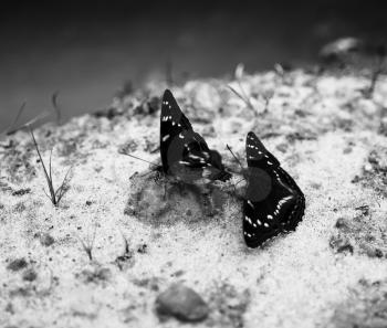 Horizontal two black and white butterflies on sand bokeh background