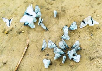 Horizontal vivid white butterflies flashmob on sand background backdrop