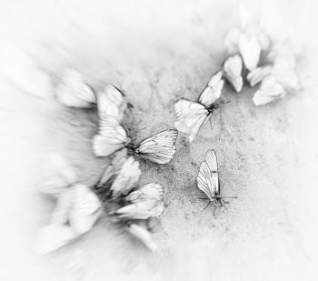 Square white butterflies vignette motion abstraction background backdrop
