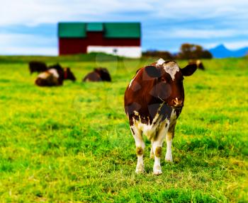 Horizontal vivid Norwegian cow on the field background backdrop