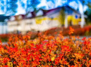 Horizontal vibrant autumn house blur abstraction background backdrop