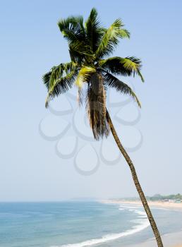 Vertical vivid palm south travel paradise landscape background backdrop