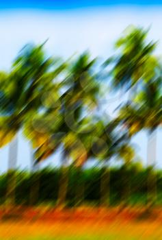 Vertical vivid motion blur palm trees abstraction background backdrop