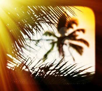 Sunset palm tree blurred framed postcard background