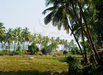 Horizontal vivid right aligned indian palms landscape background backdrop