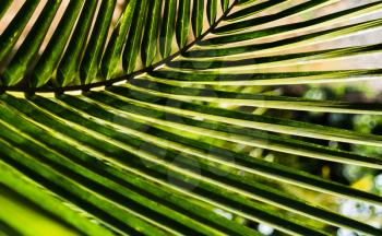 horizontal vivid vibrant green palm leaf bokeh background backdrop