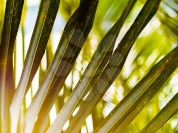 Horizontal vivid green palm leaf upclose detail bokeh background backdrop