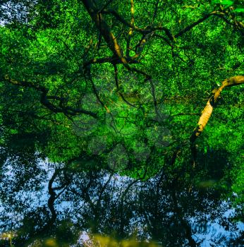 Square vivid indian jungle forest water reflections background backdrop