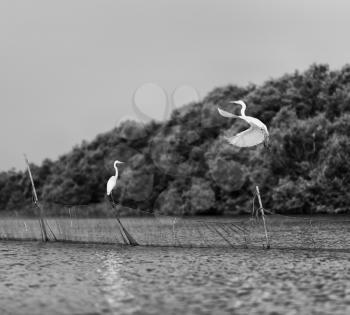 Horizontal vivid black and white stork couple love games on river background backdrop